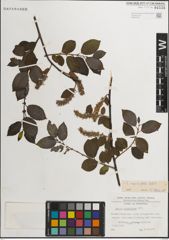 Foto von Salix myrsinifolia Salisb.